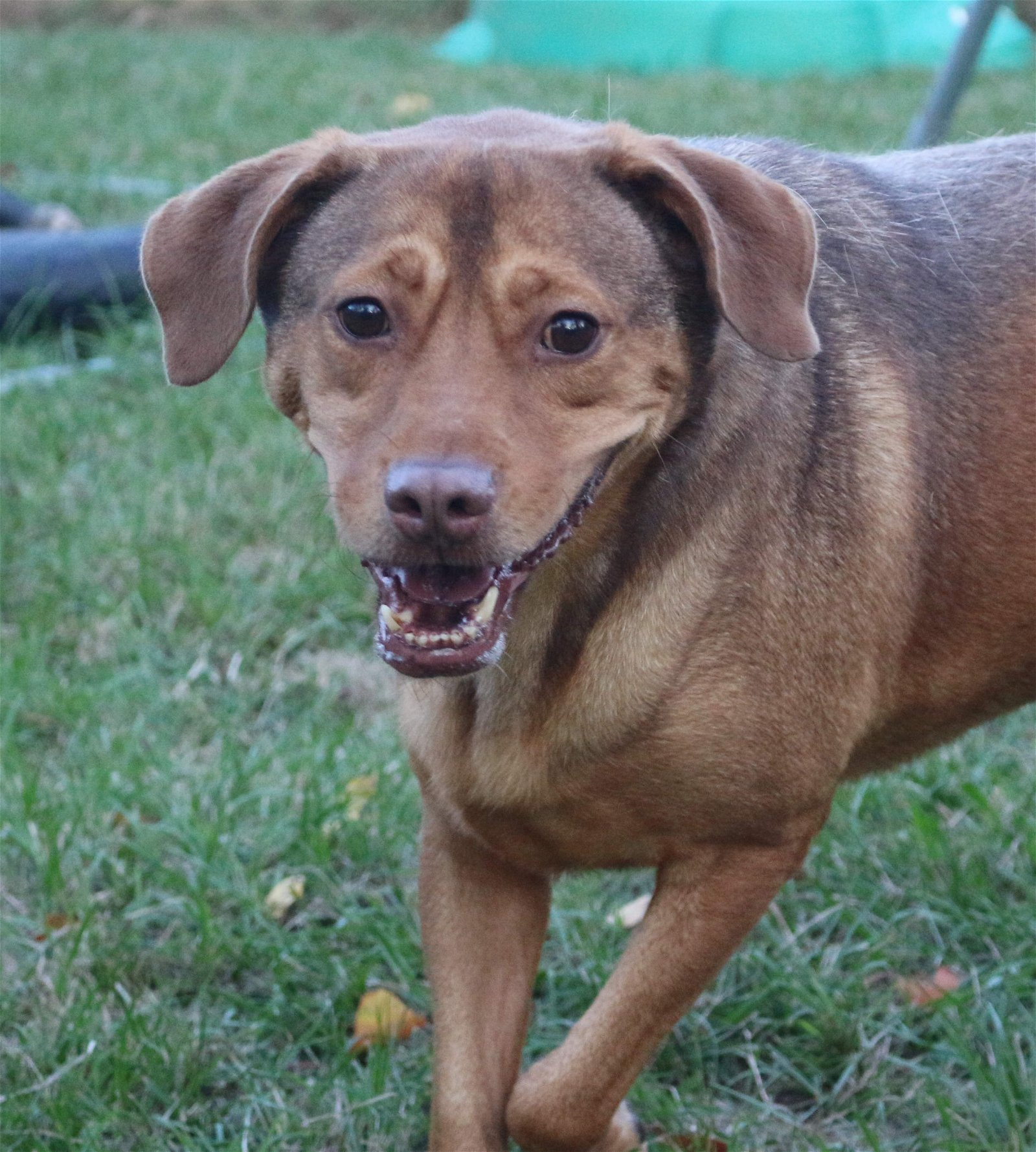 Butch Cassidy, an adoptable Labrador Retriever in Jackson, MS, 39213 | Photo Image 1