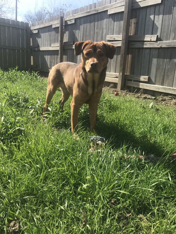 Butch Cassidy, an adoptable Labrador Retriever in Jackson, MS, 39213 | Photo Image 2