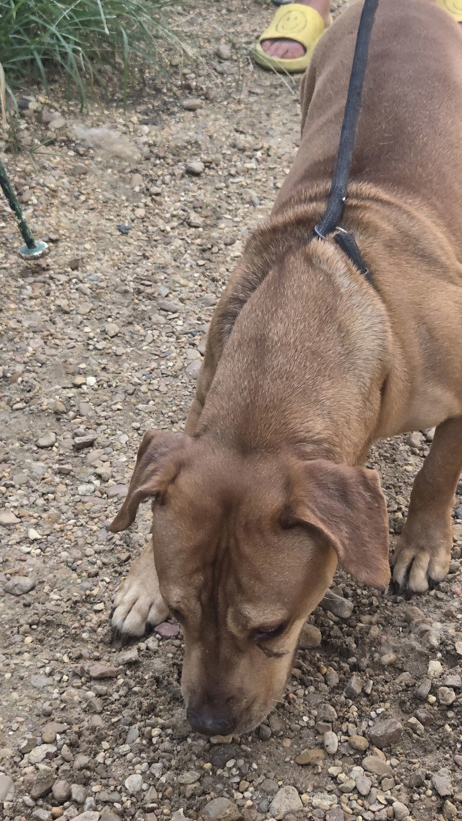 Butch Cassidy, an adoptable Labrador Retriever in Jackson, MS, 39213 | Photo Image 3