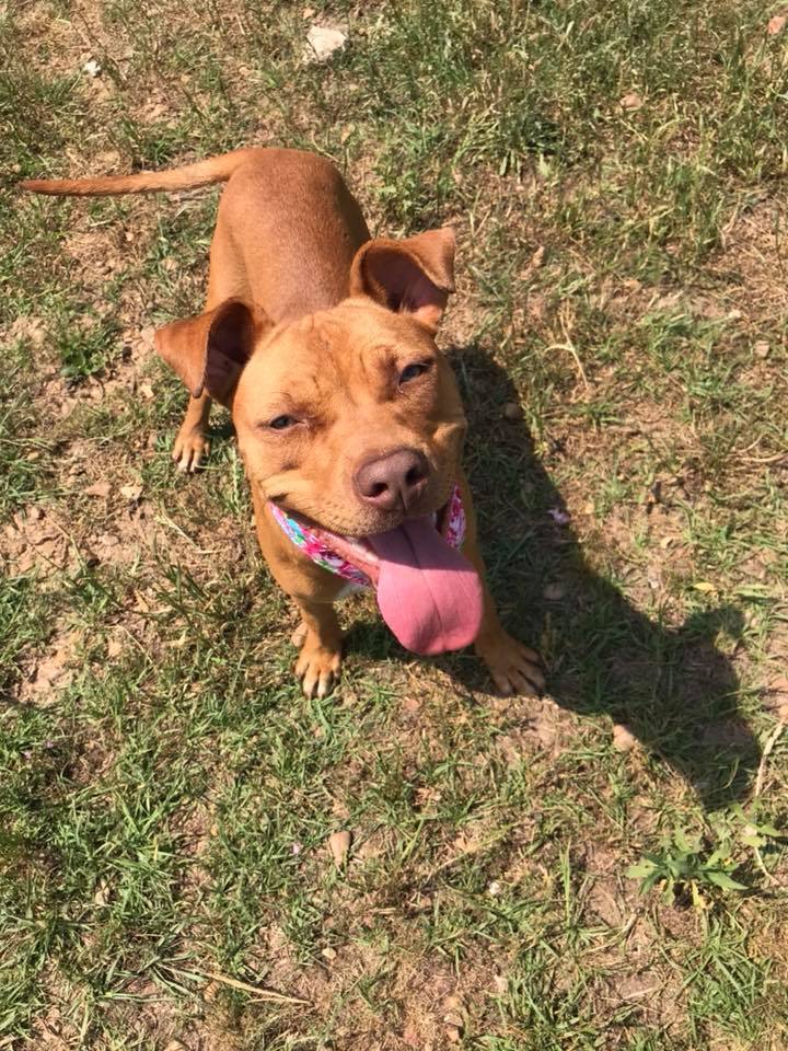 Baby Cakes, an adoptable Staffordshire Bull Terrier in Jackson, MS, 39213 | Photo Image 1