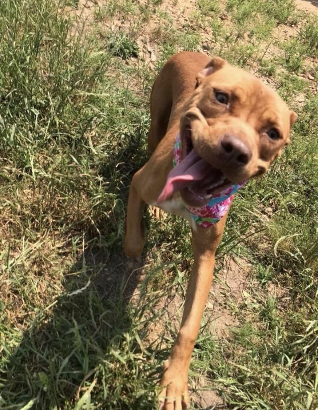 Baby Cakes, an adoptable Staffordshire Bull Terrier in Jackson, MS, 39213 | Photo Image 2