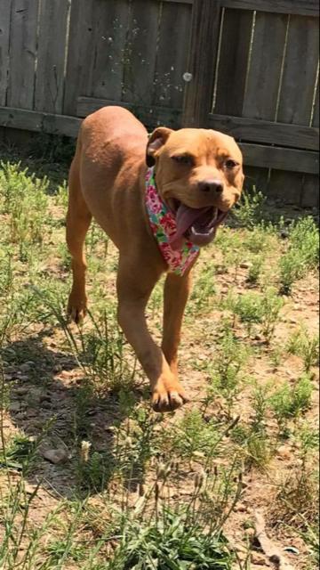 Baby Cakes, an adoptable Staffordshire Bull Terrier in Jackson, MS, 39213 | Photo Image 3