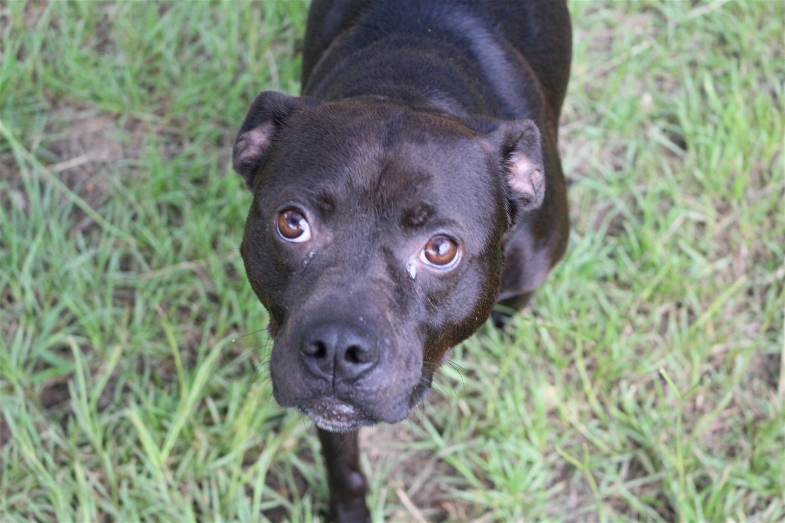 Jojo, an adoptable Labrador Retriever, Boxer in Jackson, MS, 39213 | Photo Image 1
