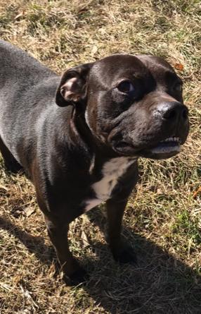 Jojo, an adoptable Labrador Retriever, Boxer in Jackson, MS, 39213 | Photo Image 2