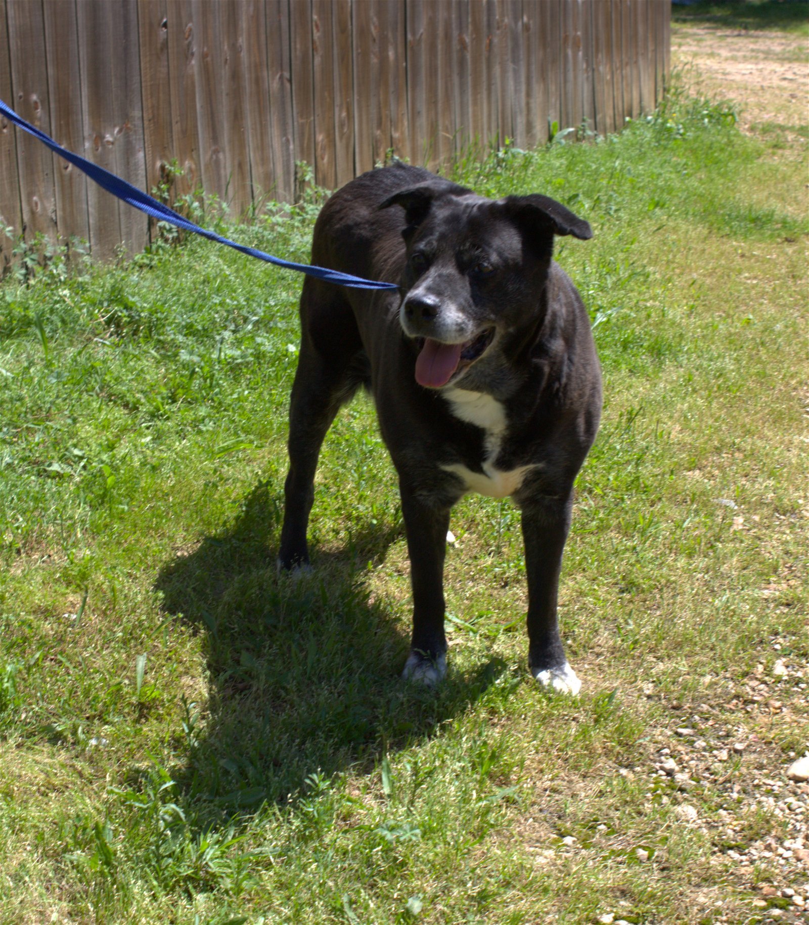 Marla, an adoptable Labrador Retriever in Jackson, MS, 39213 | Photo Image 1