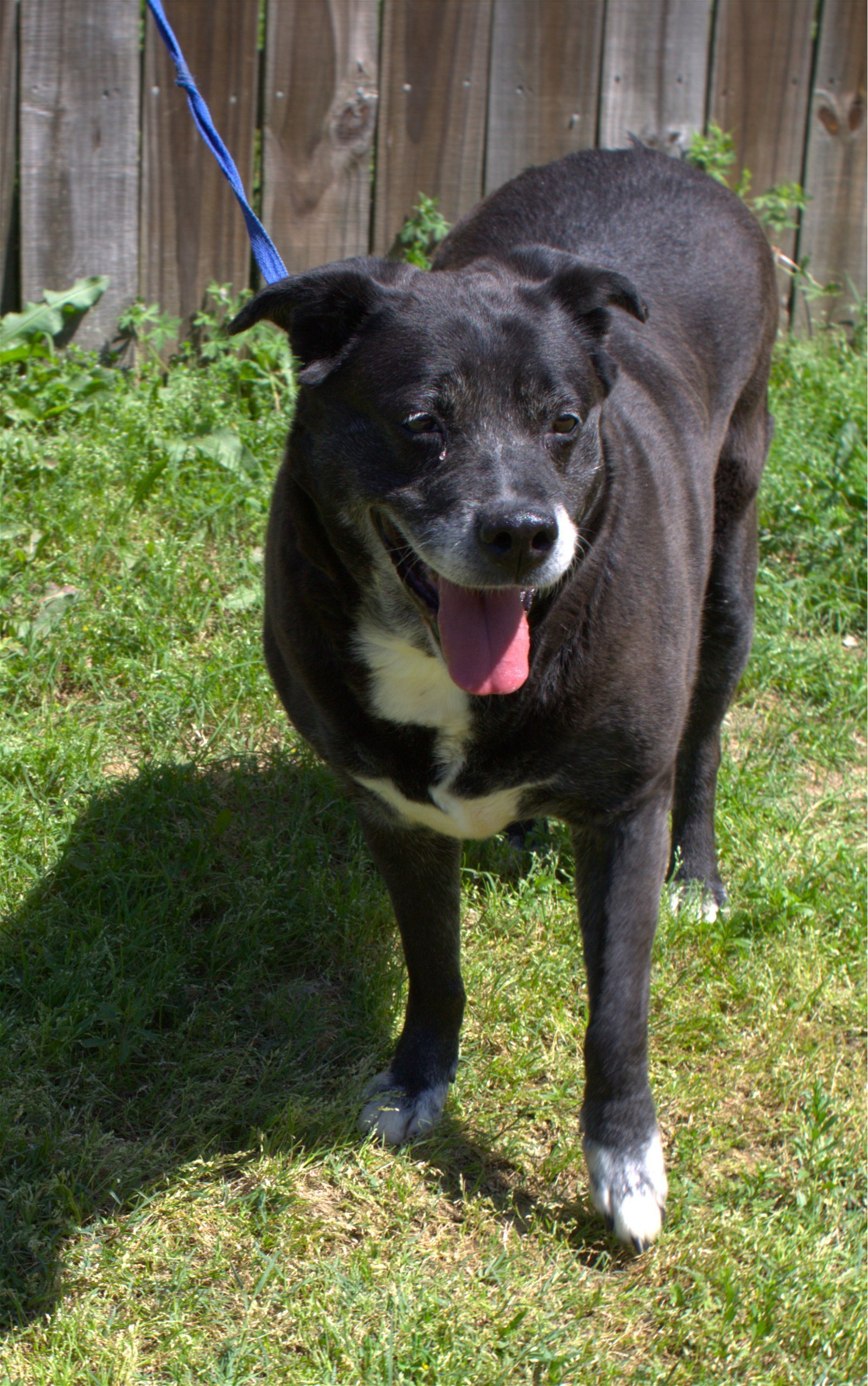 Marla, an adoptable Labrador Retriever in Jackson, MS, 39213 | Photo Image 2