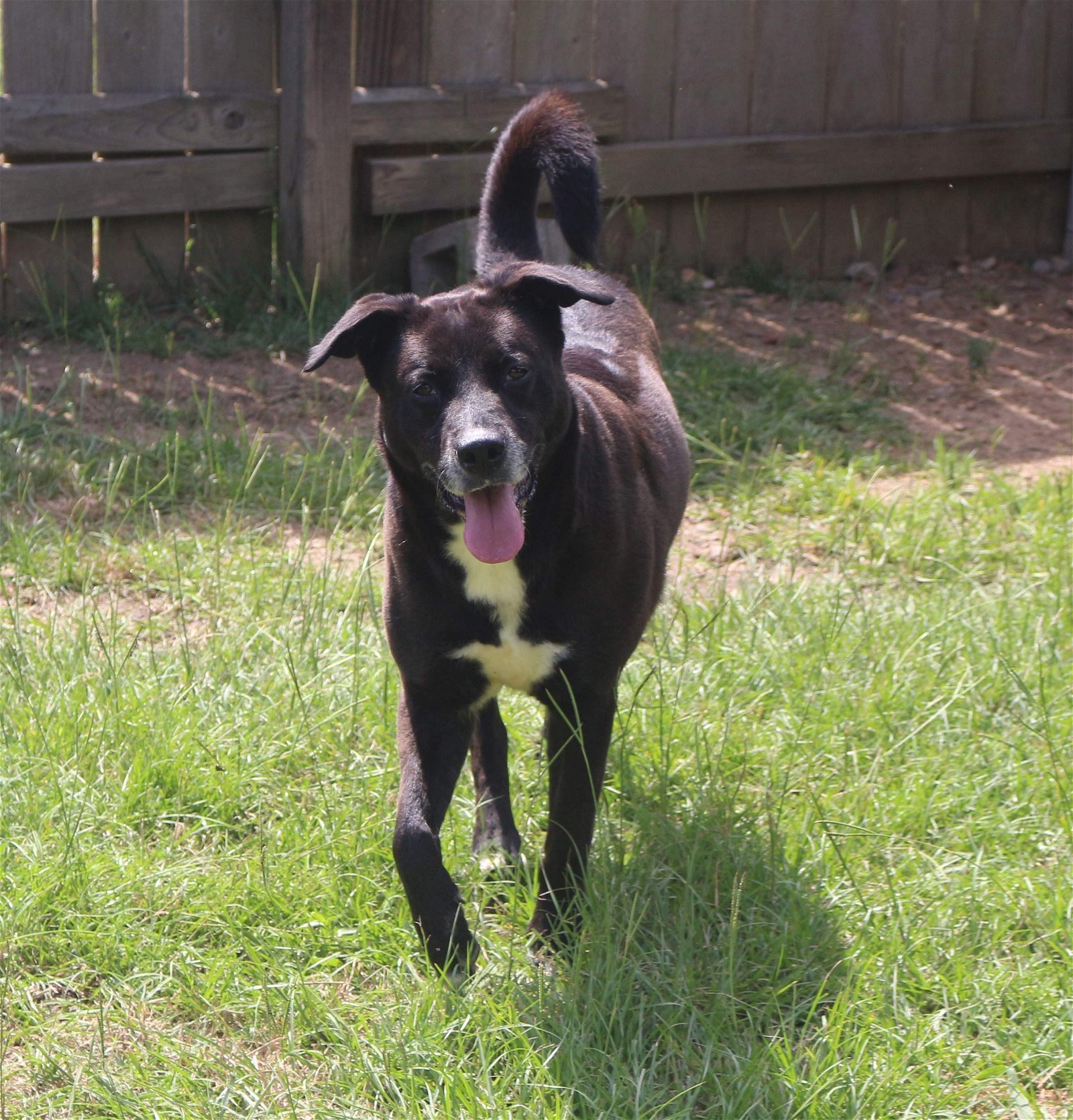 Marla, an adoptable Labrador Retriever in Jackson, MS, 39213 | Photo Image 3