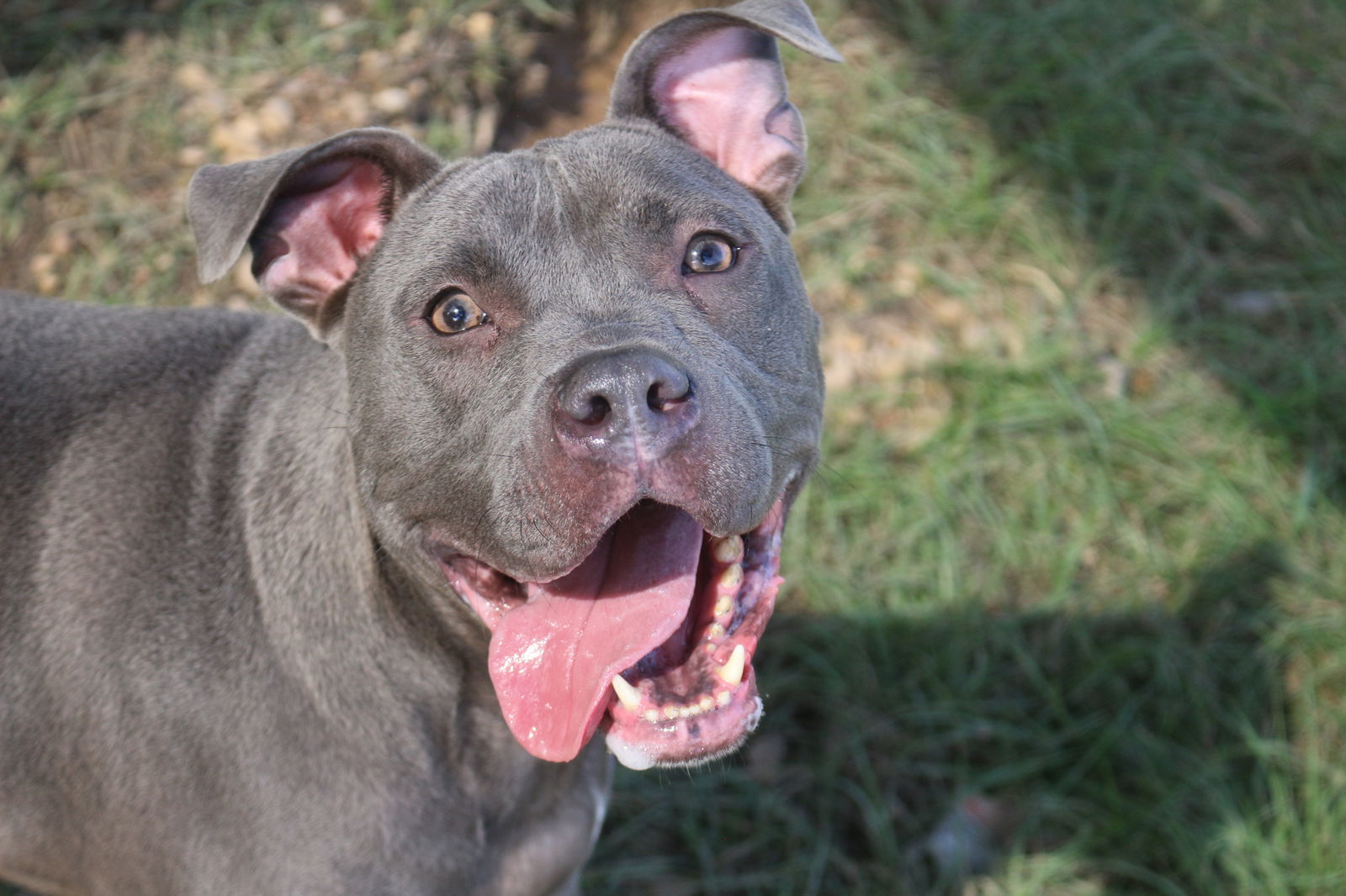 Smokey Joe, an adoptable American Staffordshire Terrier in Jackson, MS, 39213 | Photo Image 1