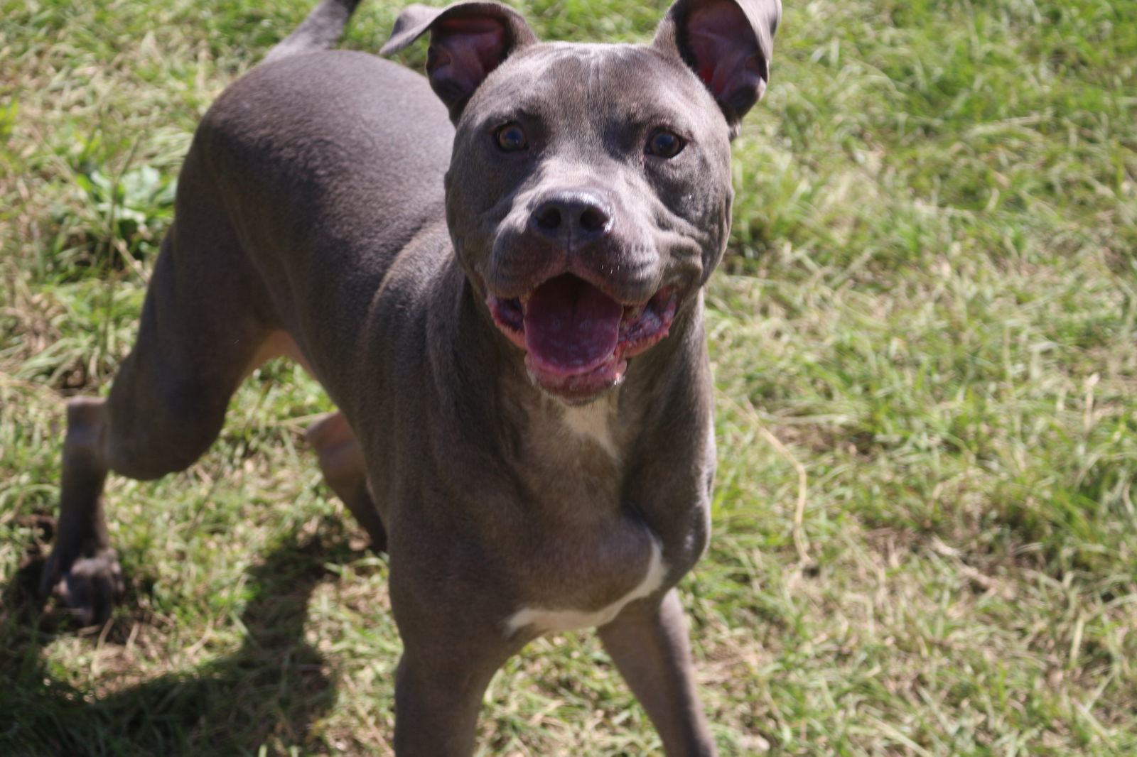 Smokey Joe, an adoptable American Staffordshire Terrier in Jackson, MS, 39213 | Photo Image 2