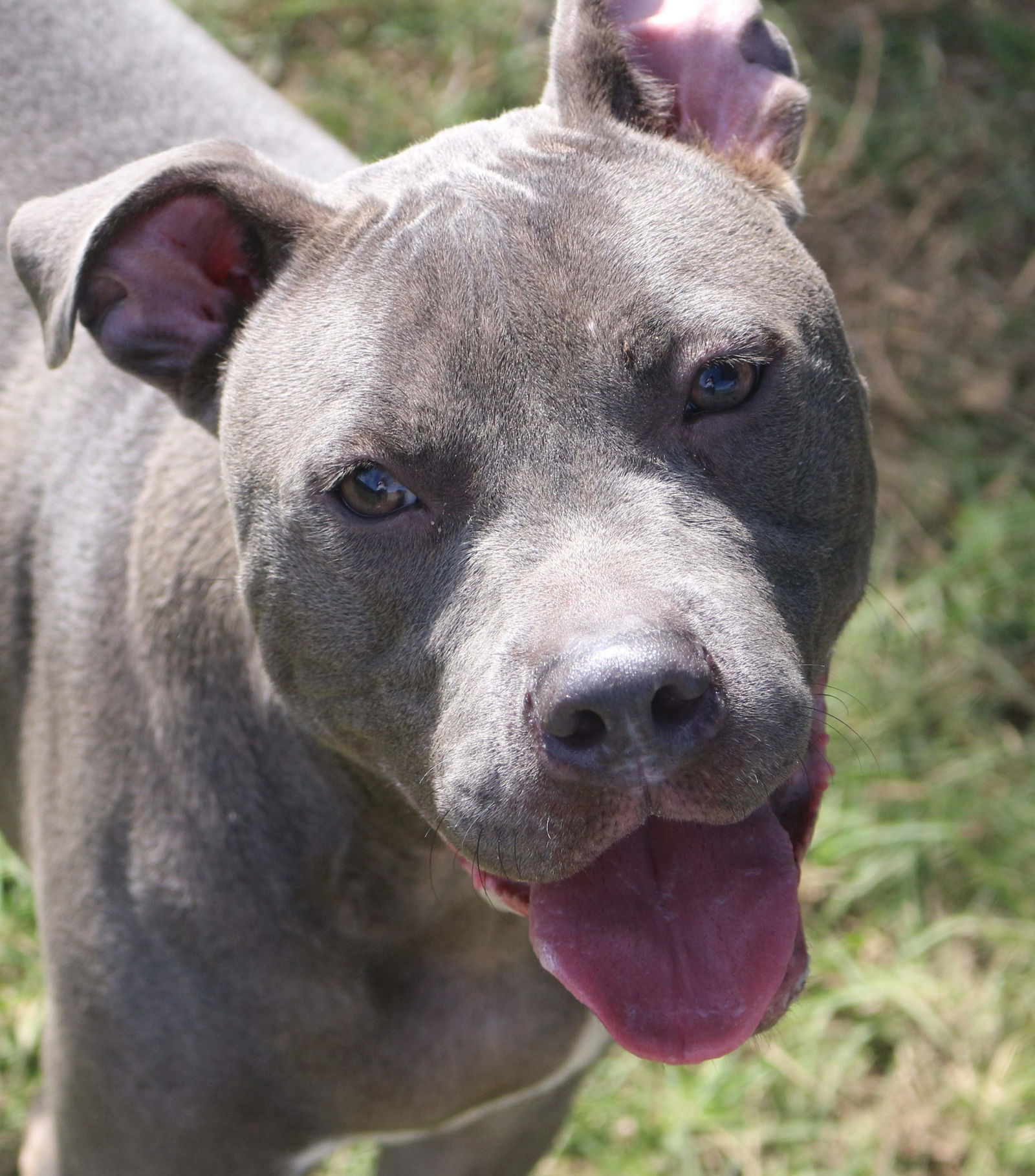 Smokey Joe, an adoptable American Staffordshire Terrier in Jackson, MS, 39213 | Photo Image 3