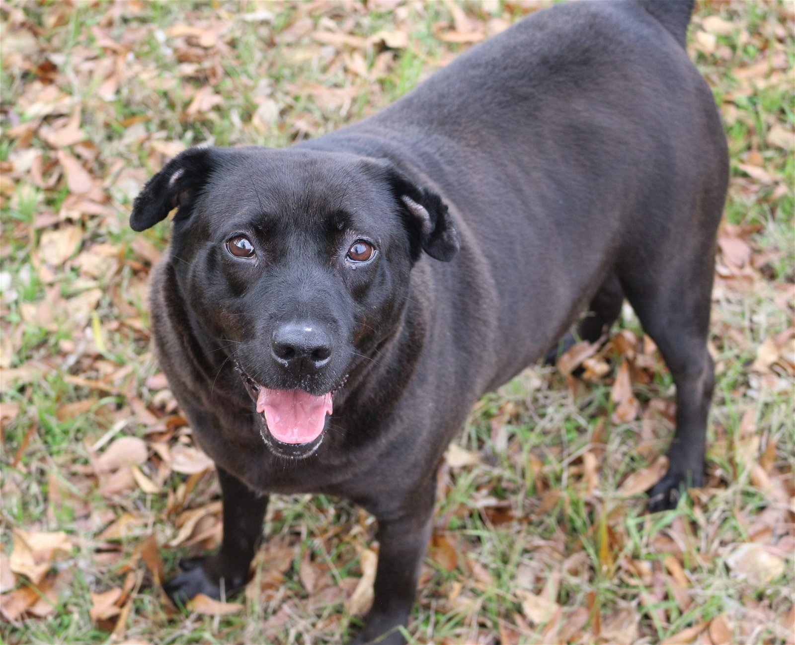 Opal, an adoptable Labrador Retriever in Jackson, MS, 39213 | Photo Image 1