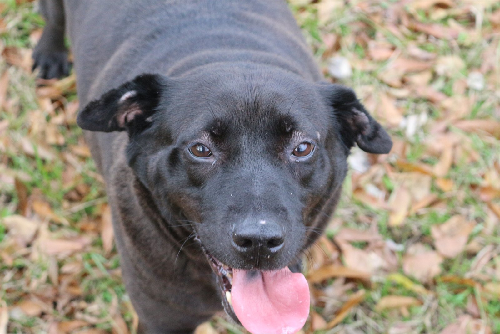 Opal, an adoptable Labrador Retriever in Jackson, MS, 39213 | Photo Image 2