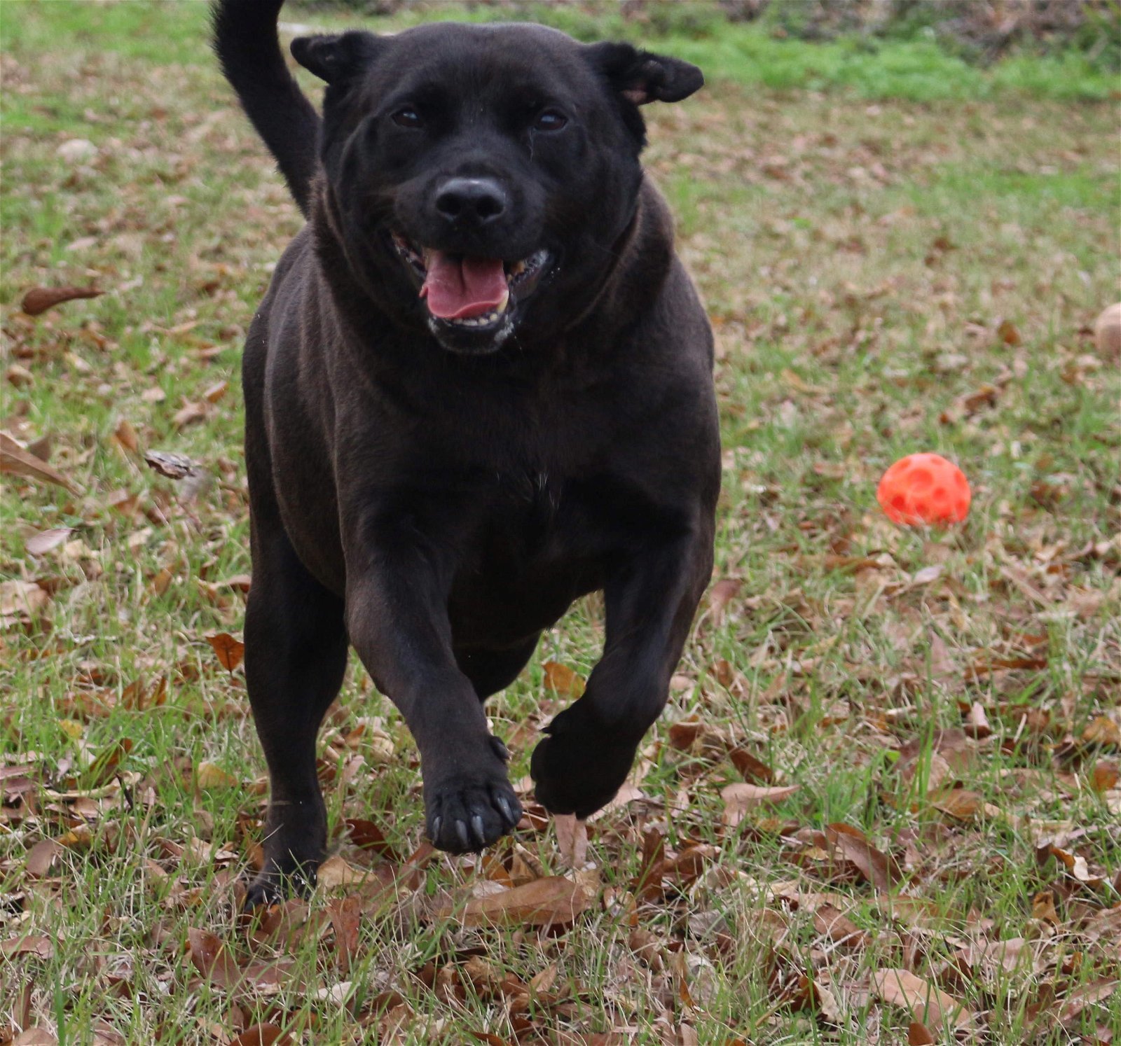 Opal, an adoptable Labrador Retriever in Jackson, MS, 39213 | Photo Image 3