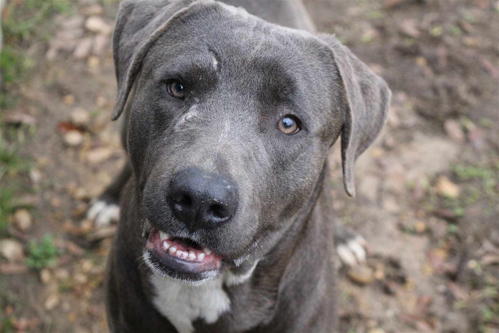 JB, an adoptable Labrador Retriever in Jackson, MS, 39213 | Photo Image 1