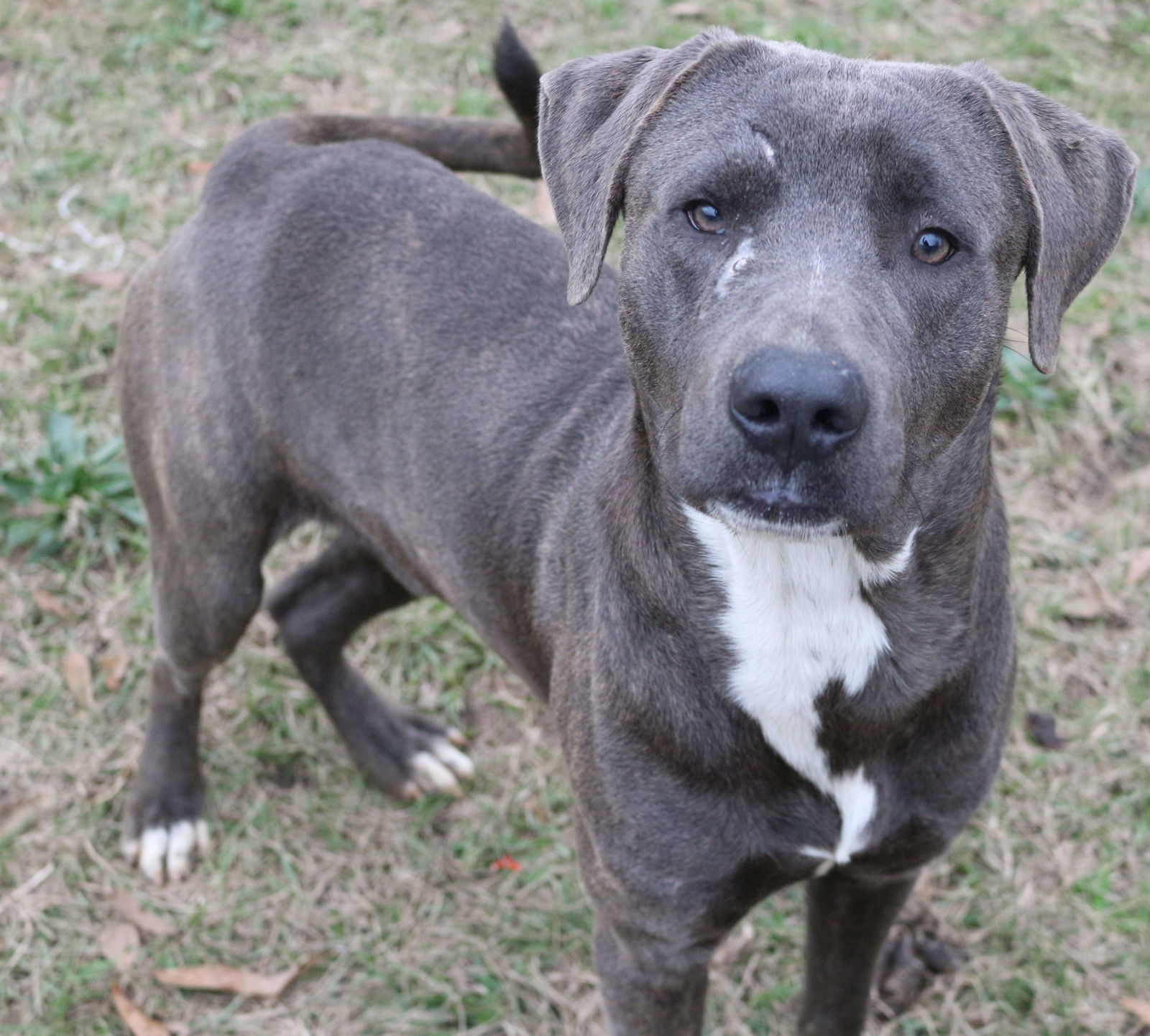 JB, an adoptable Labrador Retriever in Jackson, MS, 39213 | Photo Image 2