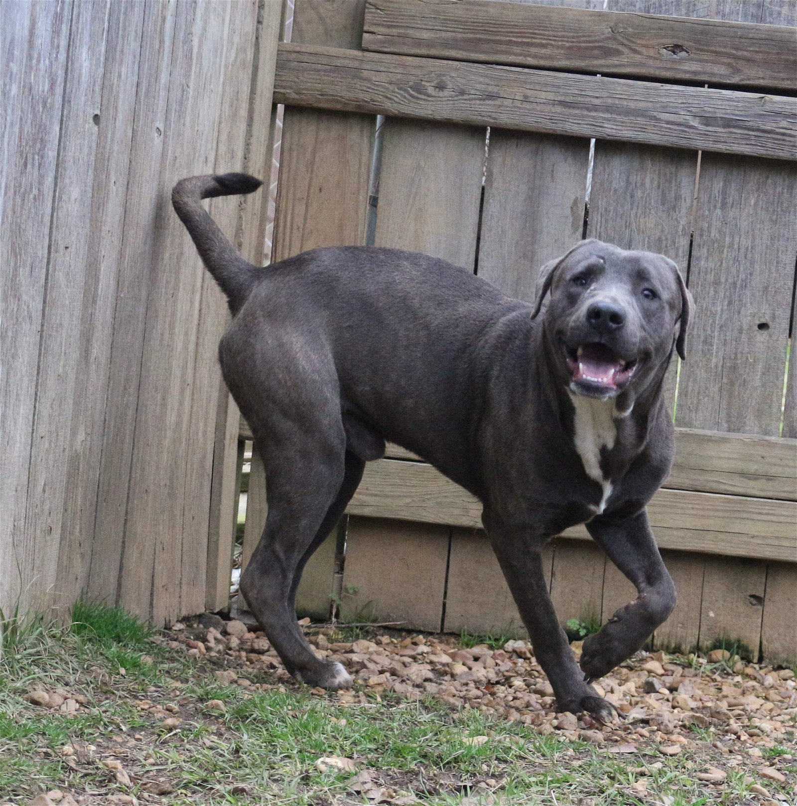 JB, an adoptable Labrador Retriever in Jackson, MS, 39213 | Photo Image 3