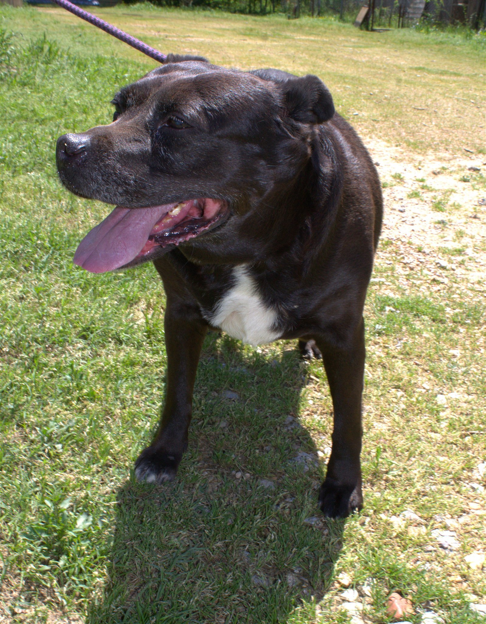 Jasmine, an adoptable Terrier in Jackson, MS, 39213 | Photo Image 1