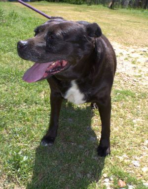 Jasmine, Adult Female unknown