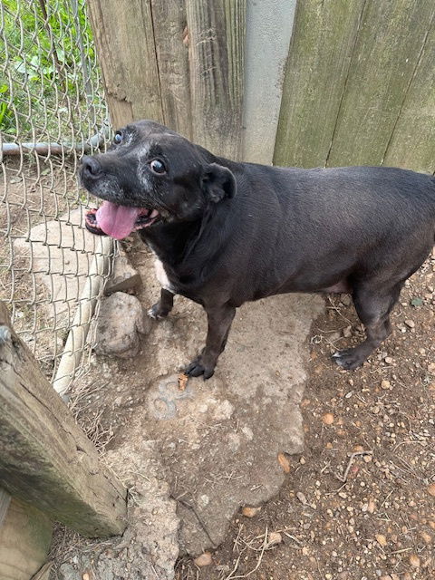 Jasmine, an adoptable Terrier in Jackson, MS, 39213 | Photo Image 1