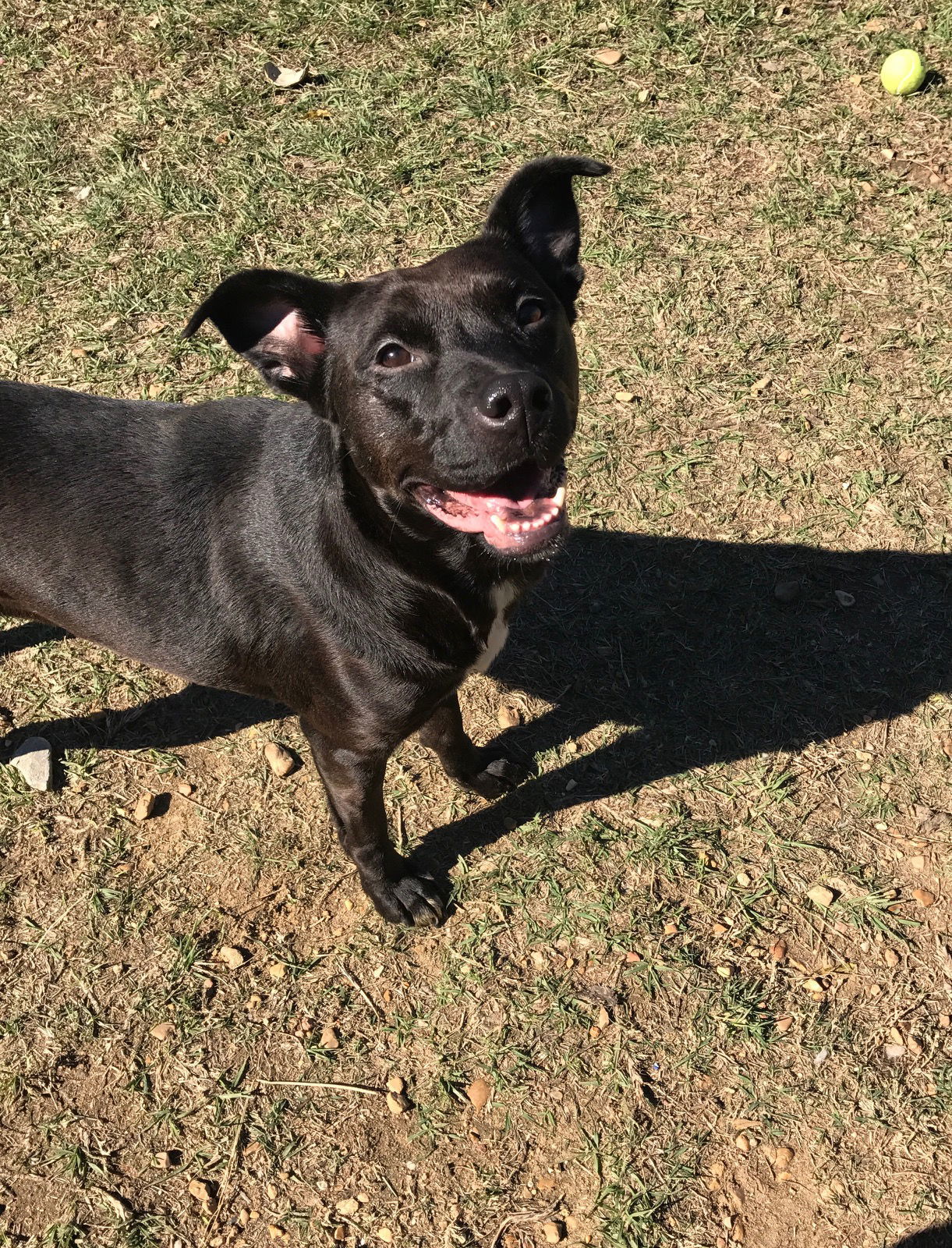 Jasmine, an adoptable Terrier in Jackson, MS, 39213 | Photo Image 2