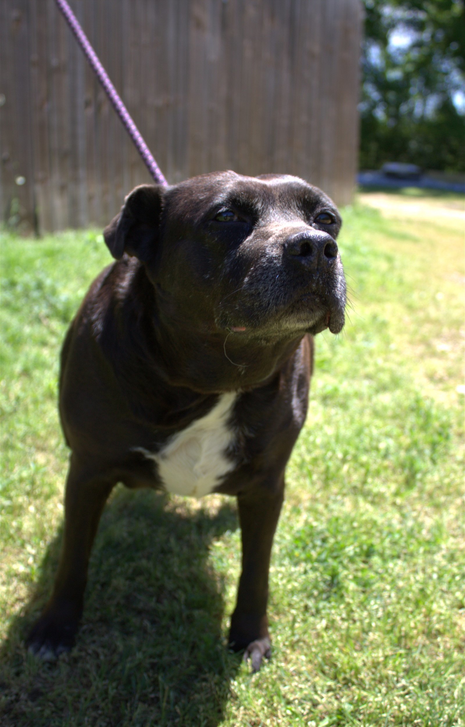 Jasmine, an adoptable Terrier in Jackson, MS, 39213 | Photo Image 3