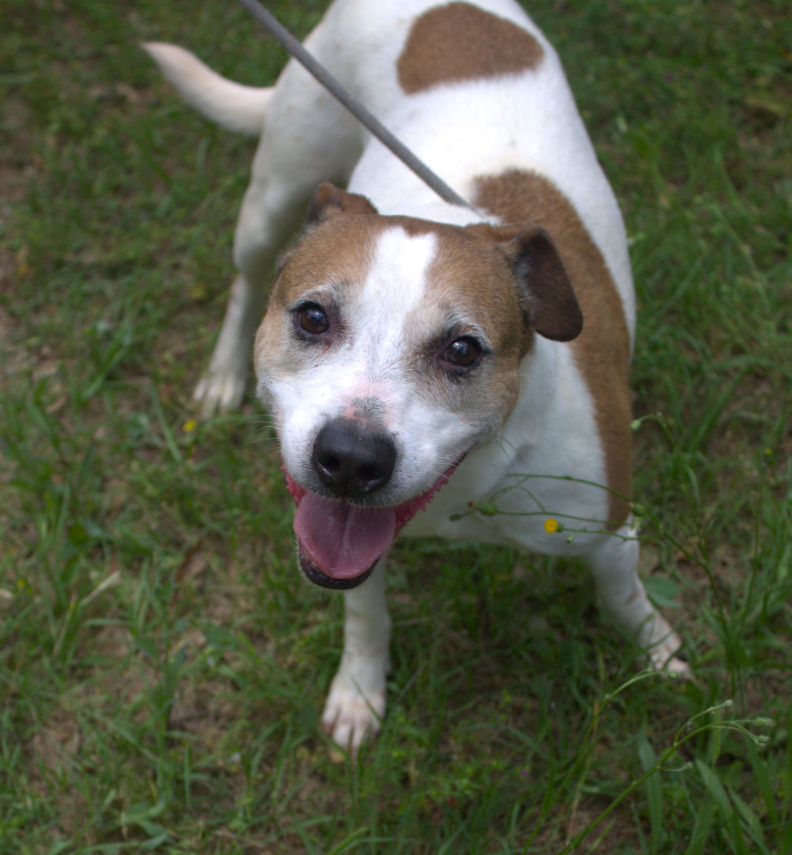 Dempsey, an adoptable Hound in Jackson, MS, 39213 | Photo Image 1