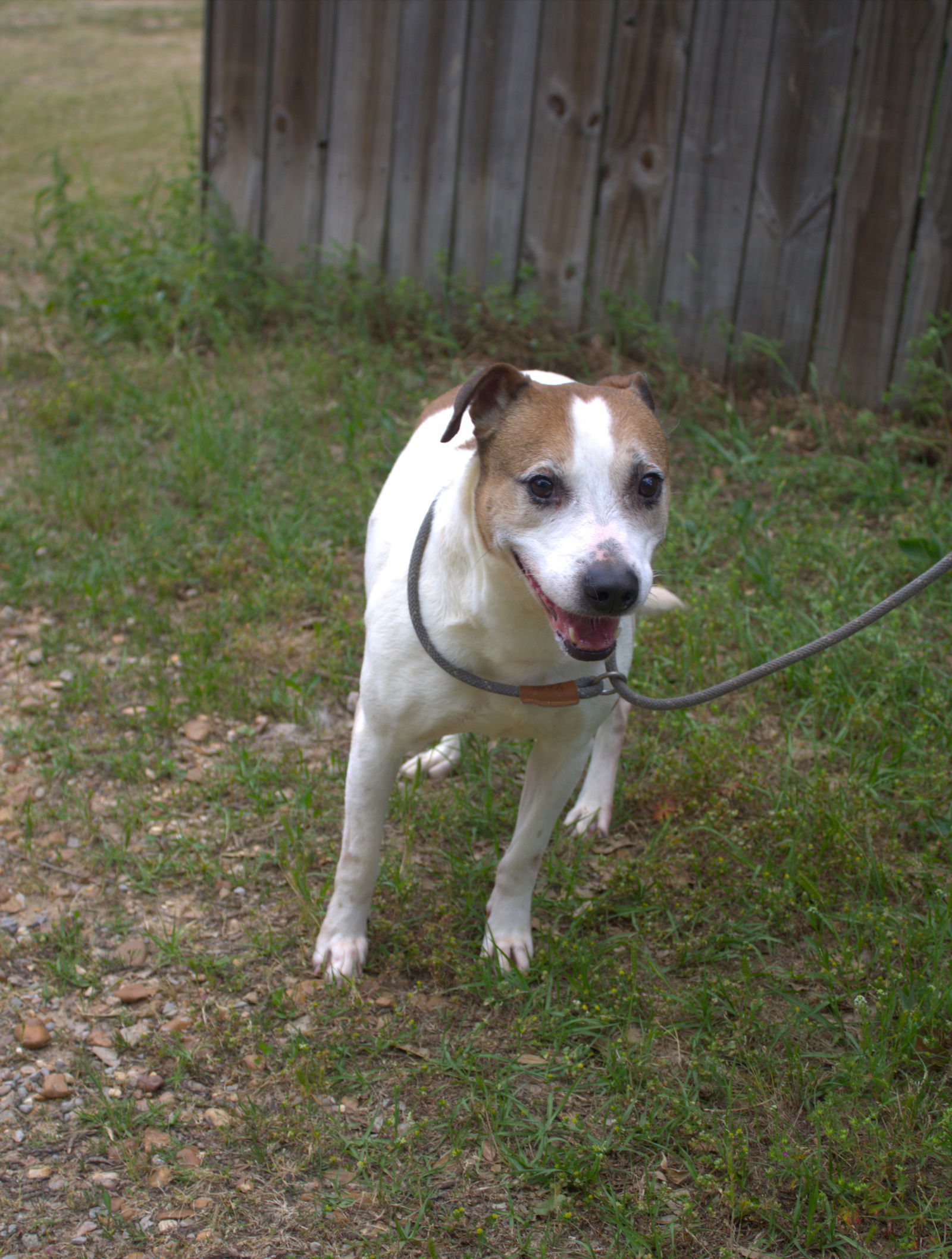 Dempsey, an adoptable Hound in Jackson, MS, 39213 | Photo Image 2