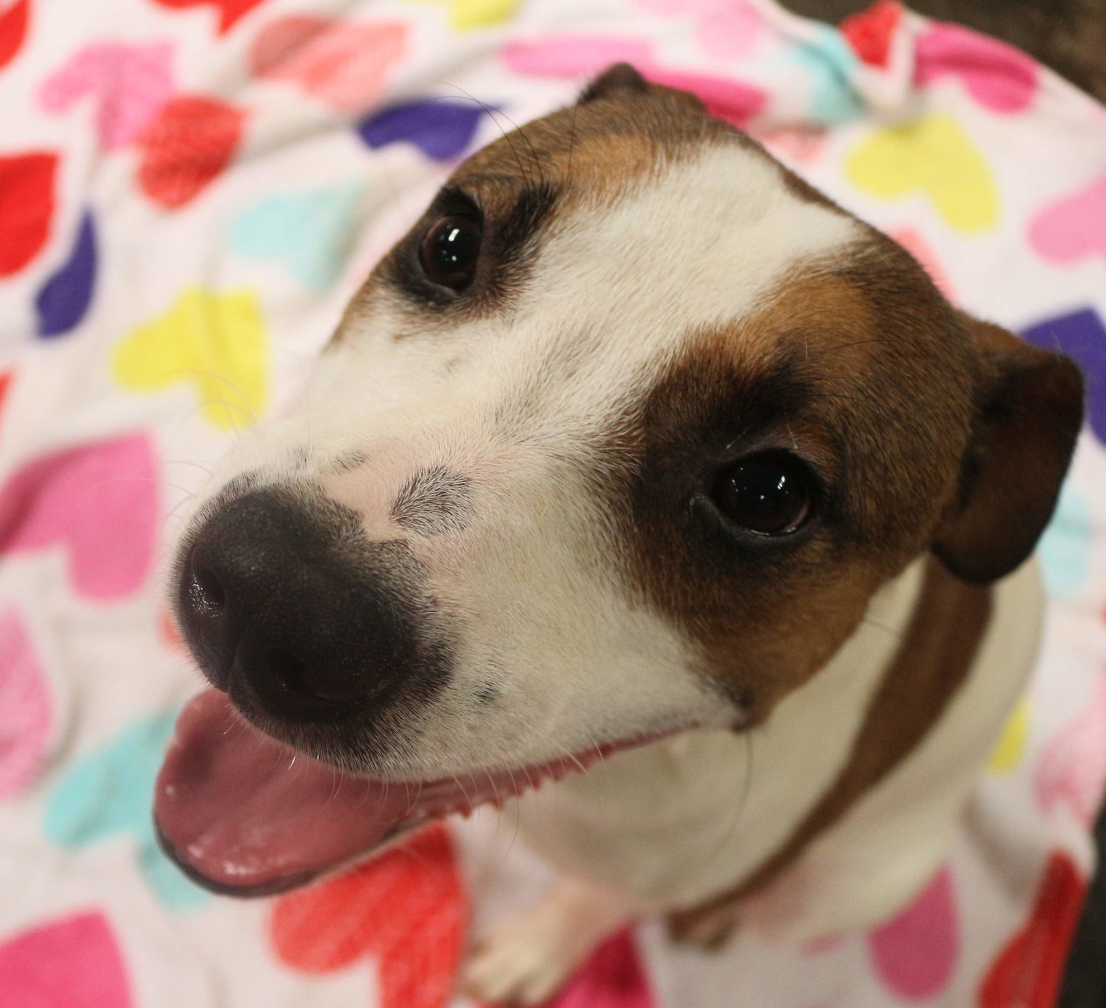 Dempsey, an adoptable Hound in Jackson, MS, 39213 | Photo Image 3