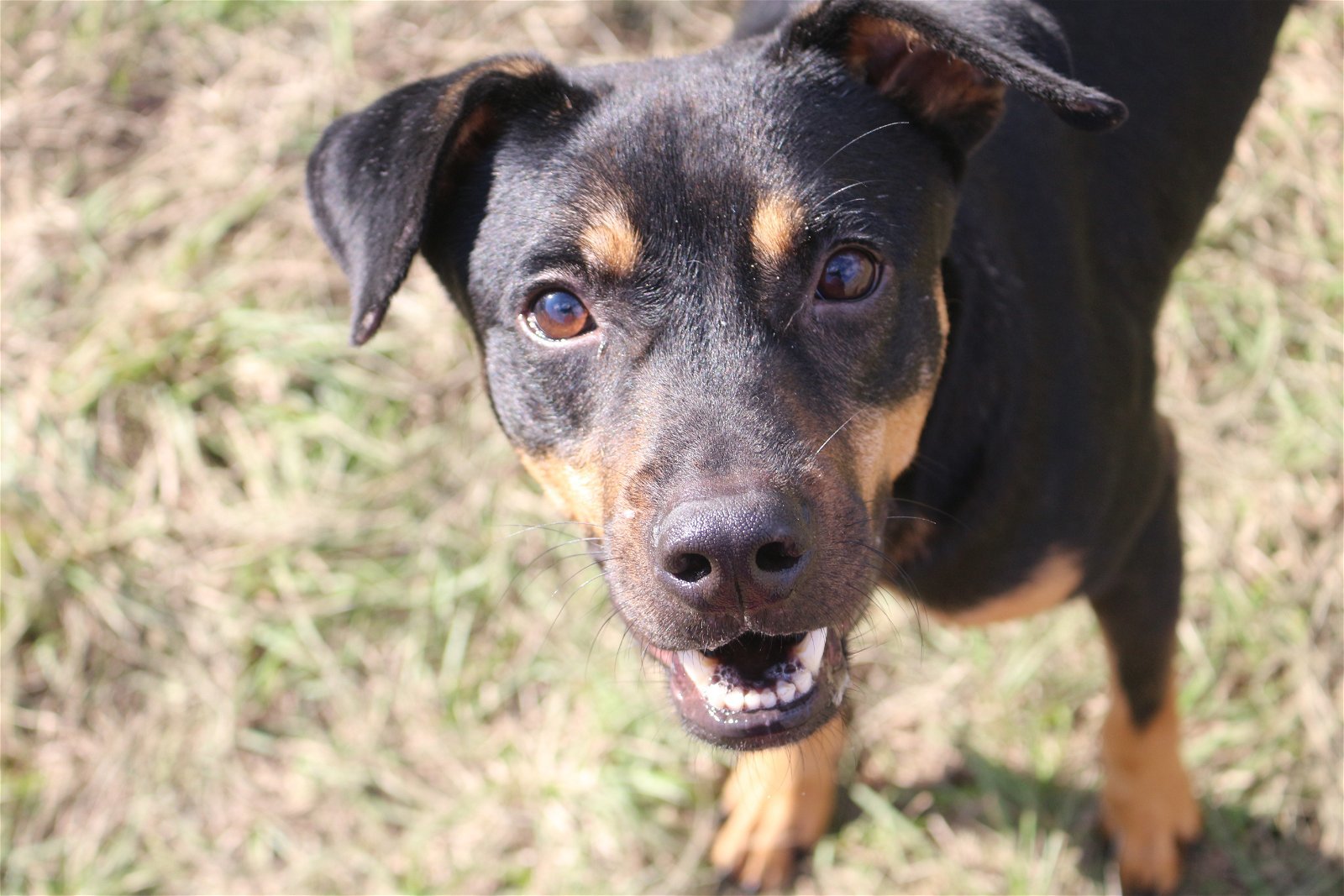 Nutty Buddy, an adoptable Mixed Breed in Jackson, MS, 39213 | Photo Image 1