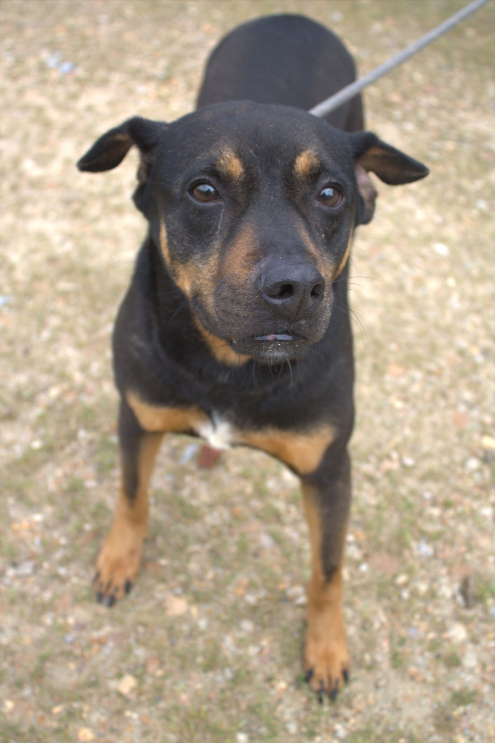 Nutty Buddy, an adoptable Mixed Breed in Jackson, MS, 39213 | Photo Image 1