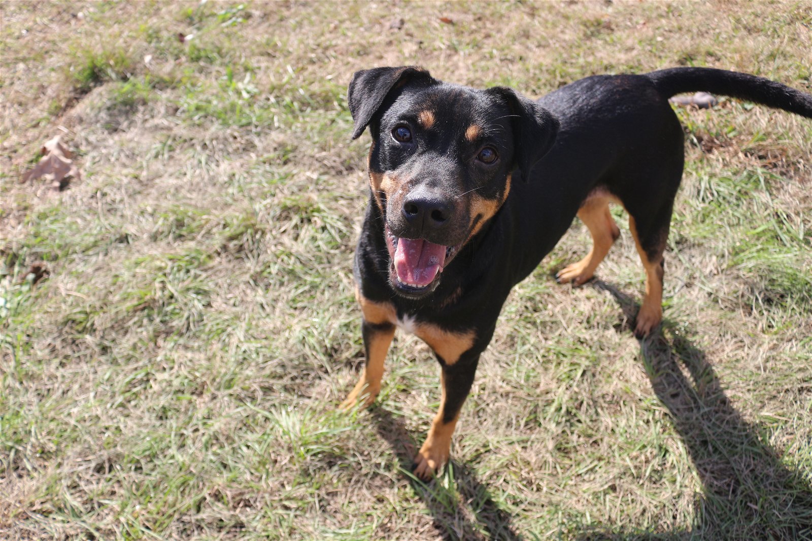Nutty Buddy, an adoptable Mixed Breed in Jackson, MS, 39213 | Photo Image 2