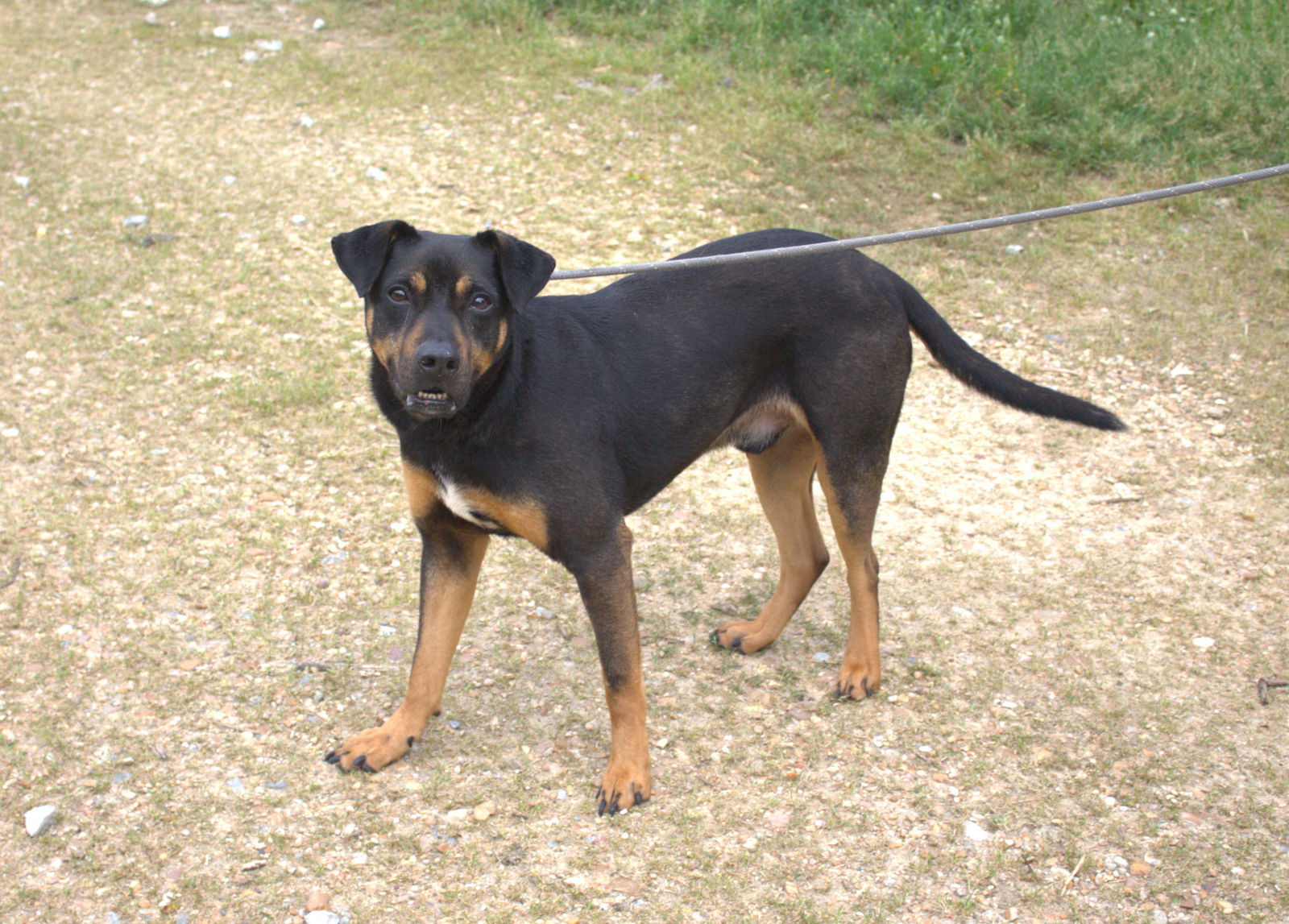 Nutty Buddy, an adoptable Mixed Breed in Jackson, MS, 39213 | Photo Image 2