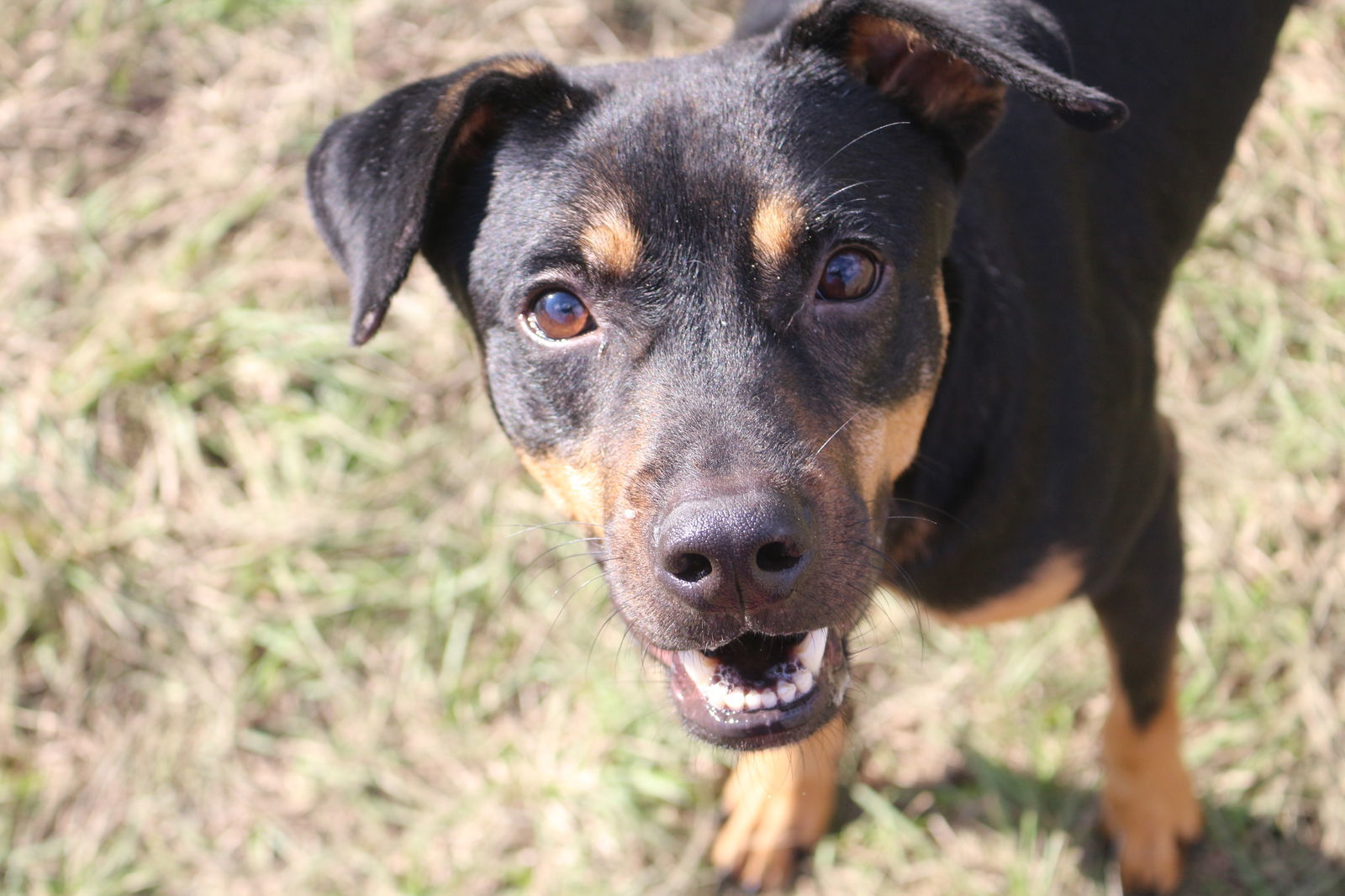 Nutty Buddy, an adoptable Mixed Breed in Jackson, MS, 39213 | Photo Image 3