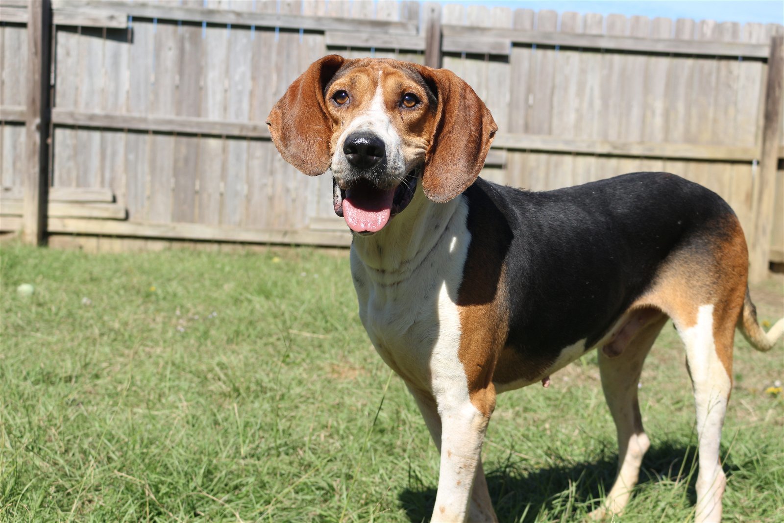 Rocko, an adoptable Hound in Jackson, MS, 39213 | Photo Image 1