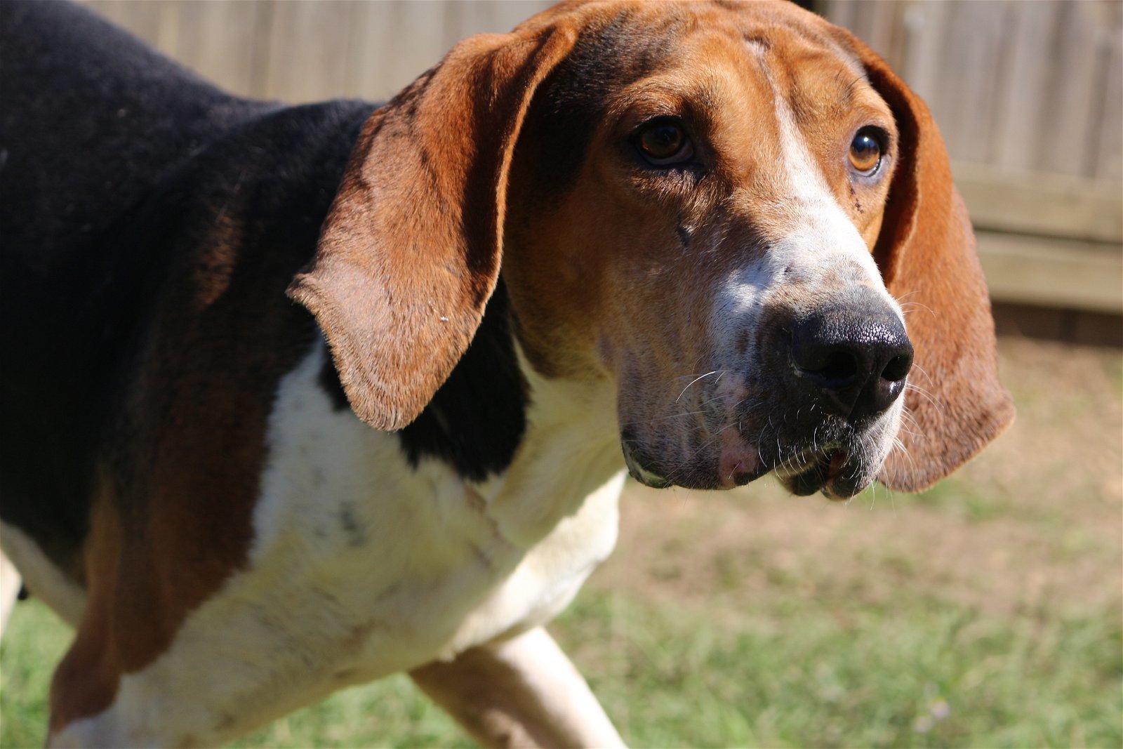 Rocko, an adoptable Hound in Jackson, MS, 39213 | Photo Image 2