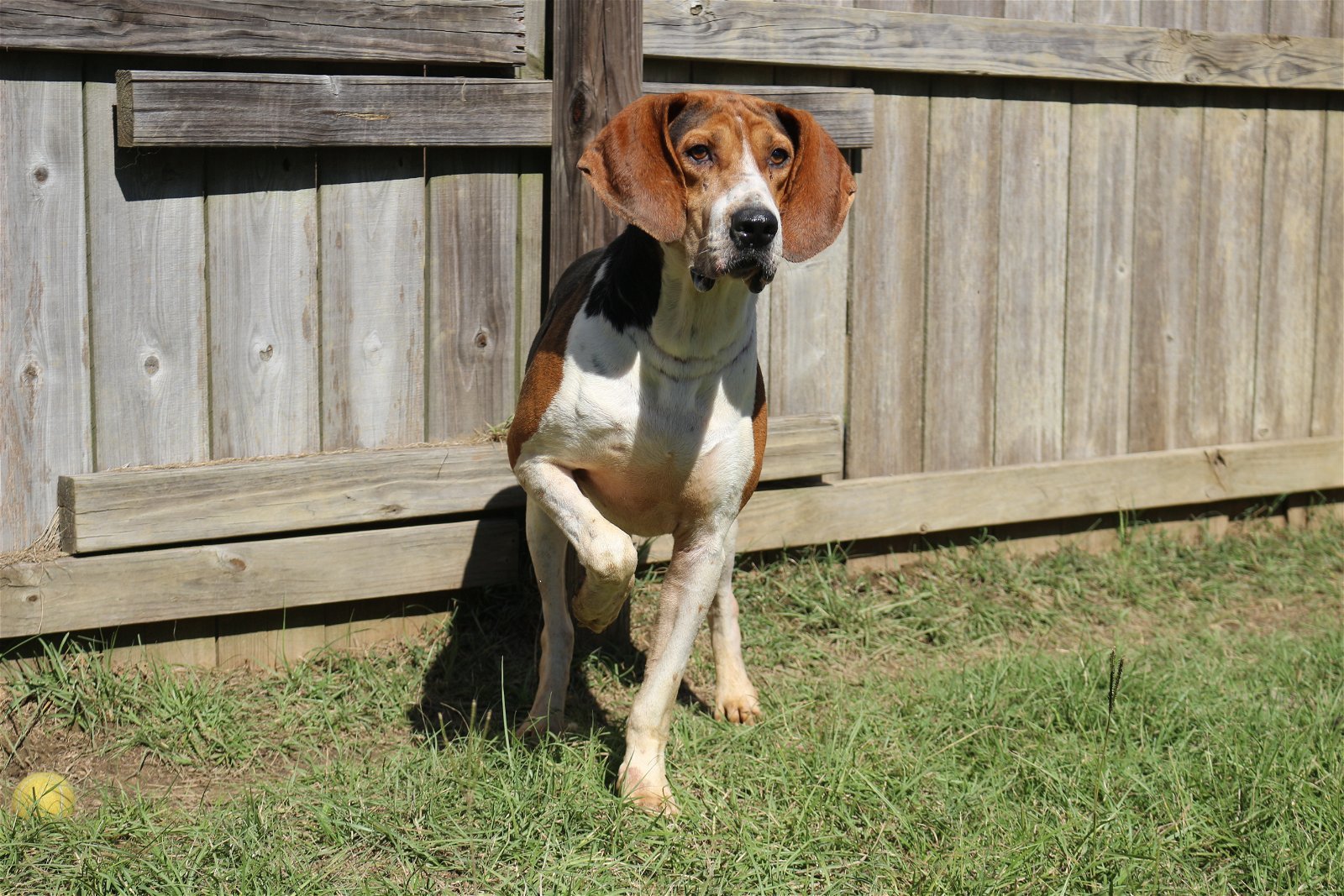 Rocko, an adoptable Hound in Jackson, MS, 39213 | Photo Image 3