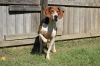Rocko photo 3