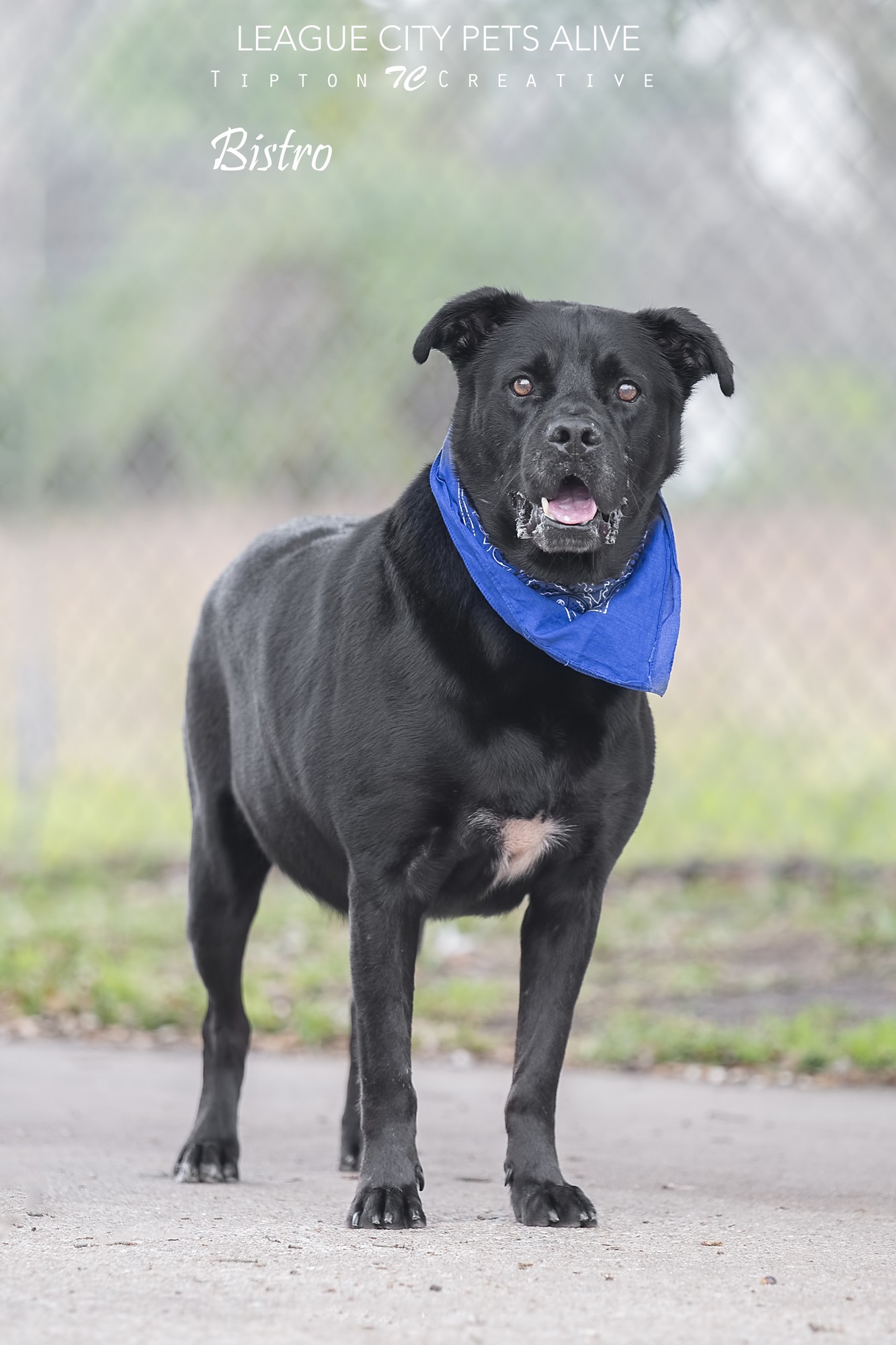 Bistro, an adoptable Labrador Retriever in League City, TX, 77573 | Photo Image 2