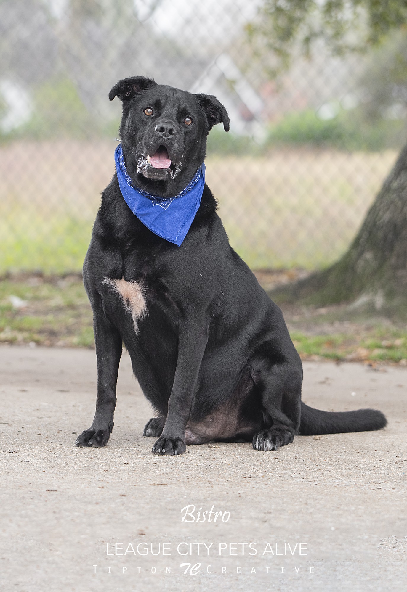 Bistro, an adoptable Labrador Retriever in League City, TX, 77573 | Photo Image 3