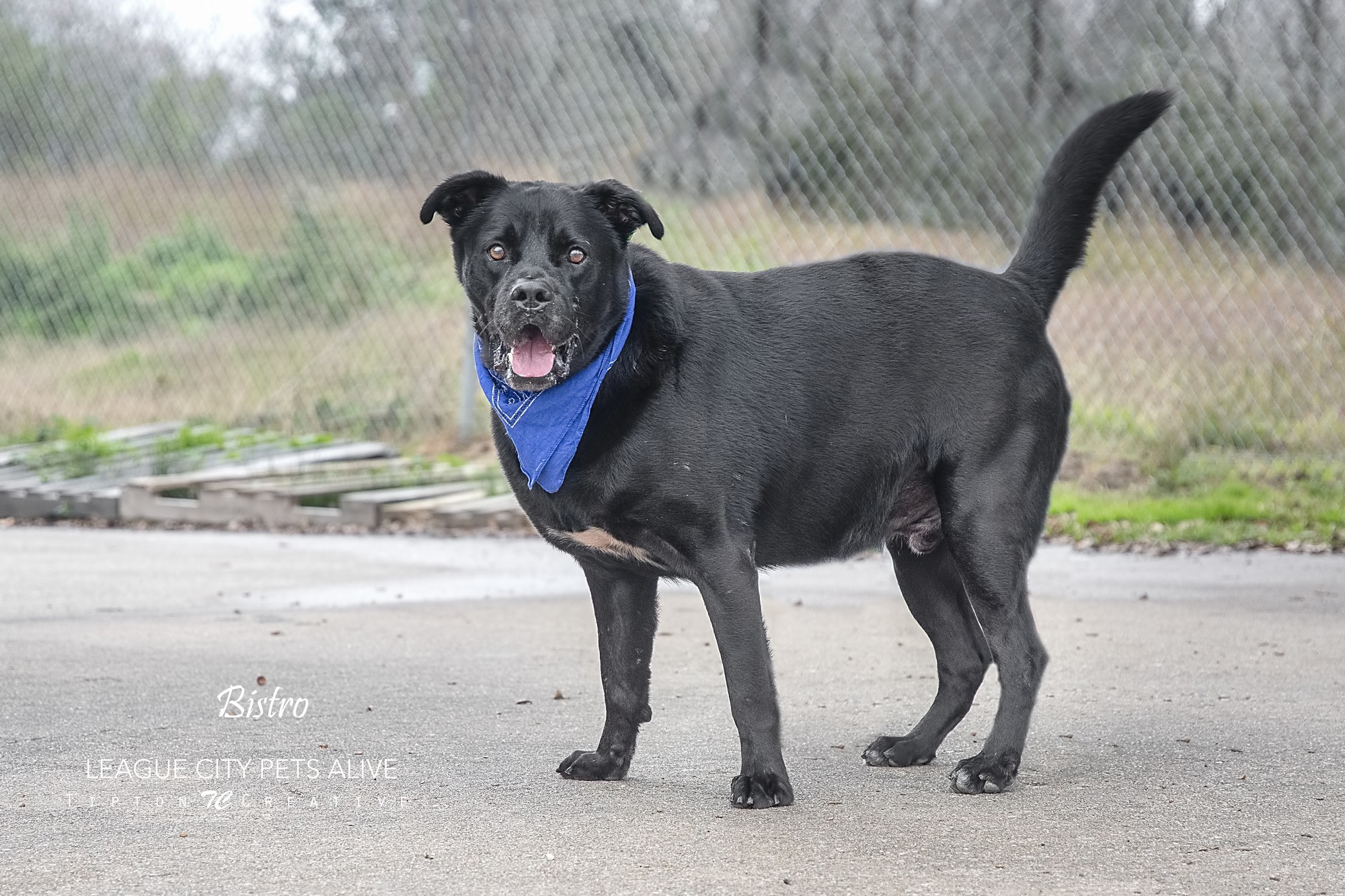 Bistro, an adoptable Labrador Retriever in League City, TX, 77573 | Photo Image 4