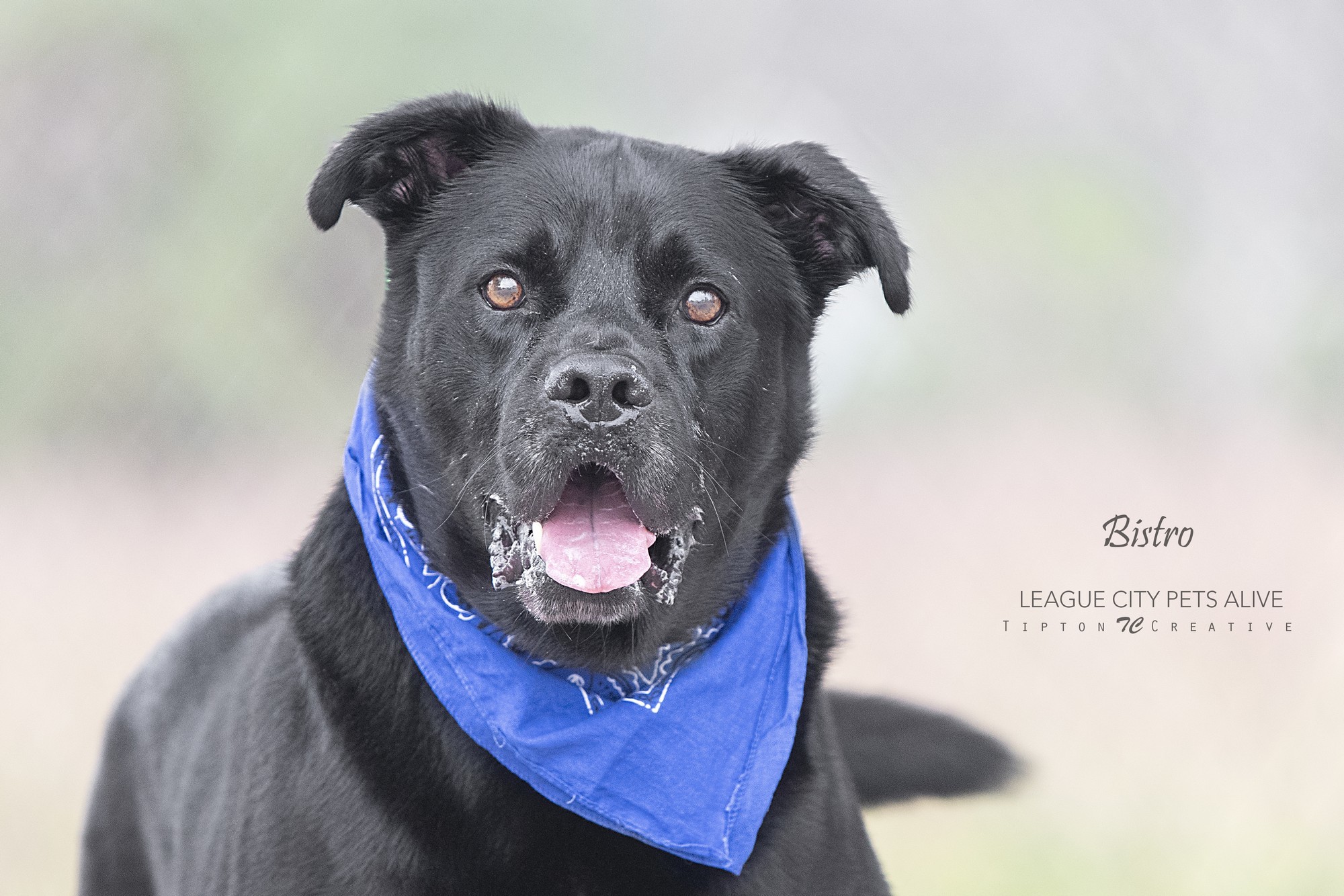 Bistro, an adoptable Labrador Retriever in League City, TX, 77573 | Photo Image 1