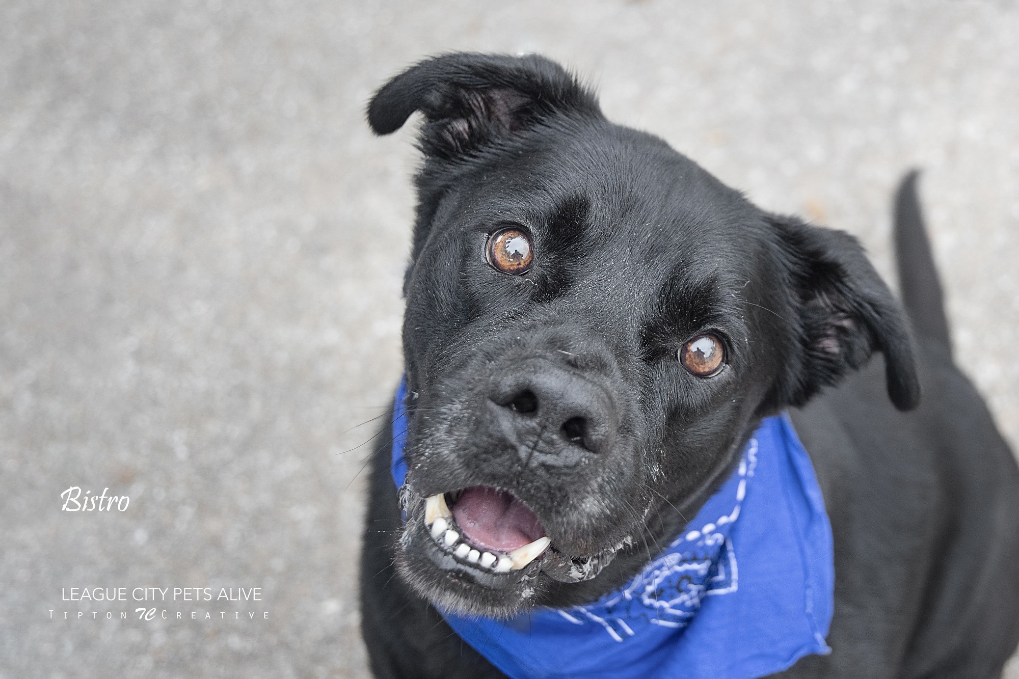Bistro, an adoptable Labrador Retriever in League City, TX, 77573 | Photo Image 5