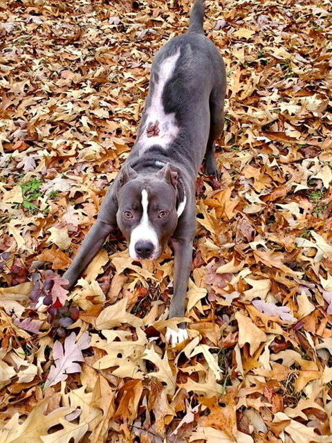 Landon, an adoptable Staffordshire Bull Terrier in Boiling Springs, SC, 29316 | Photo Image 2