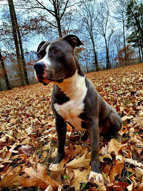 Landon, an adoptable Staffordshire Bull Terrier in Boiling Springs, SC, 29316 | Photo Image 1