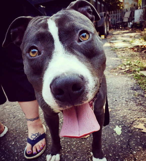 Landon, an adoptable Staffordshire Bull Terrier in Boiling Springs, SC, 29316 | Photo Image 3