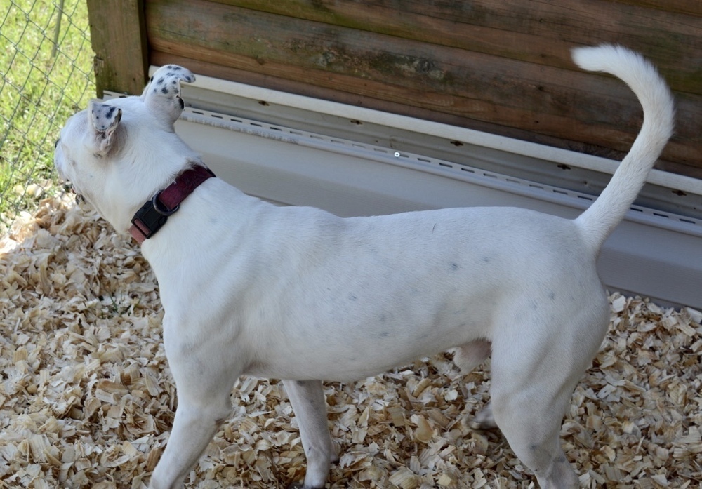 Buster, an adoptable Boxer, American Bulldog in Troy, AL, 36081 | Photo Image 6