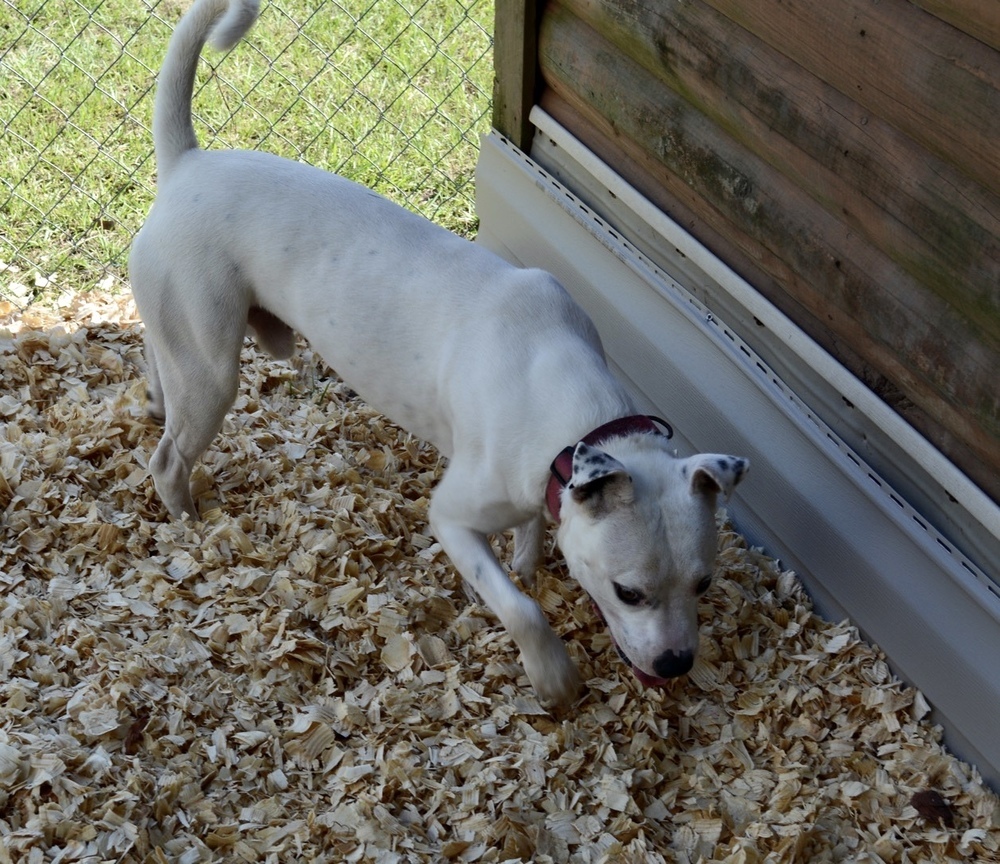 Buster, an adoptable Boxer, American Bulldog in Troy, AL, 36081 | Photo Image 6