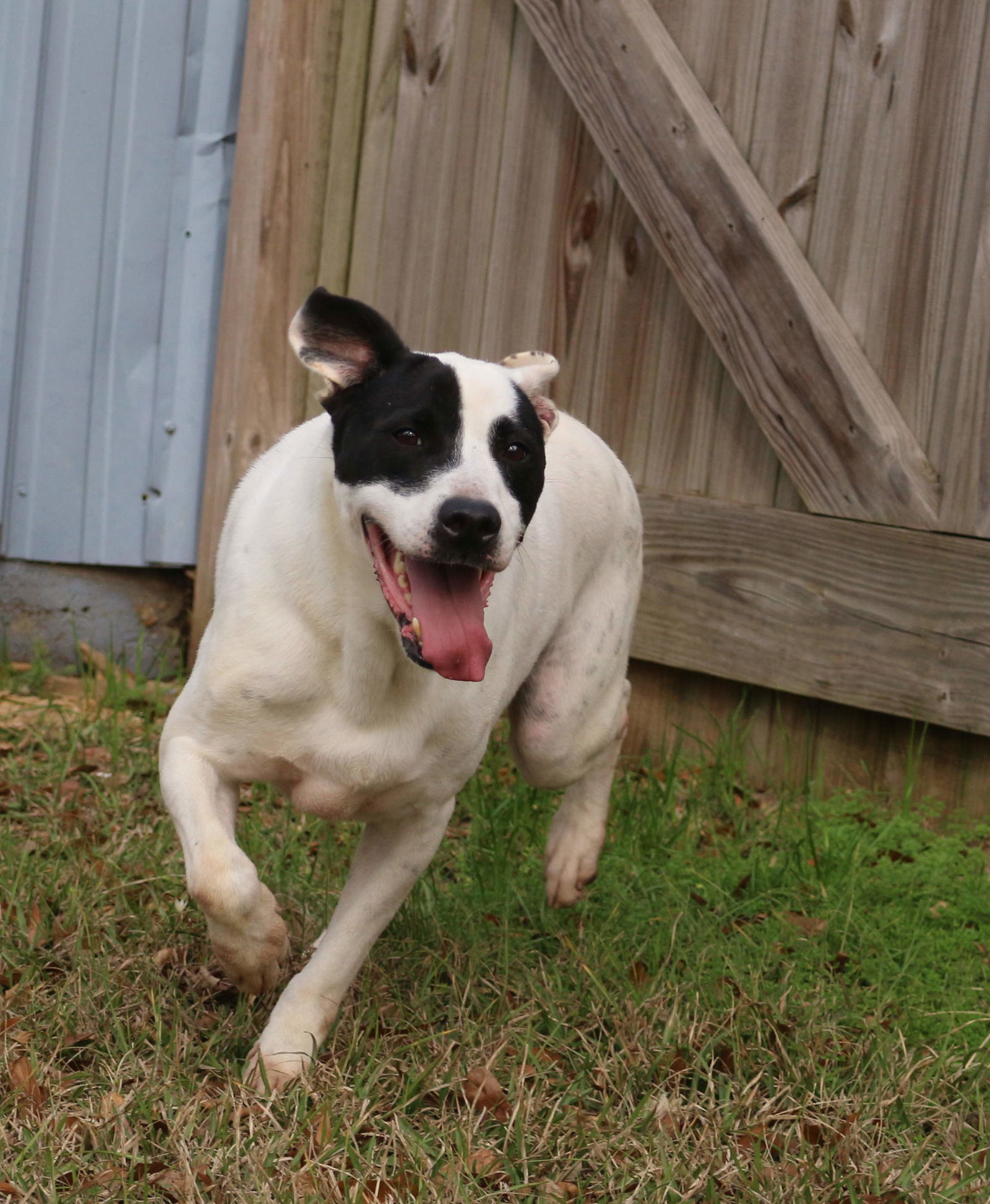 Smudge, an adoptable Border Collie, Labrador Retriever in Jackson, MS, 39213 | Photo Image 1