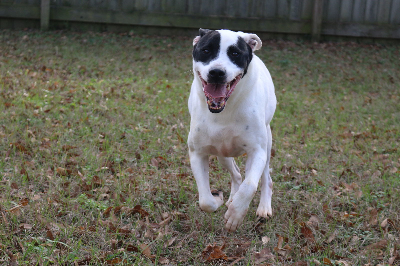 Smudge, an adoptable Border Collie, Labrador Retriever in Jackson, MS, 39213 | Photo Image 2