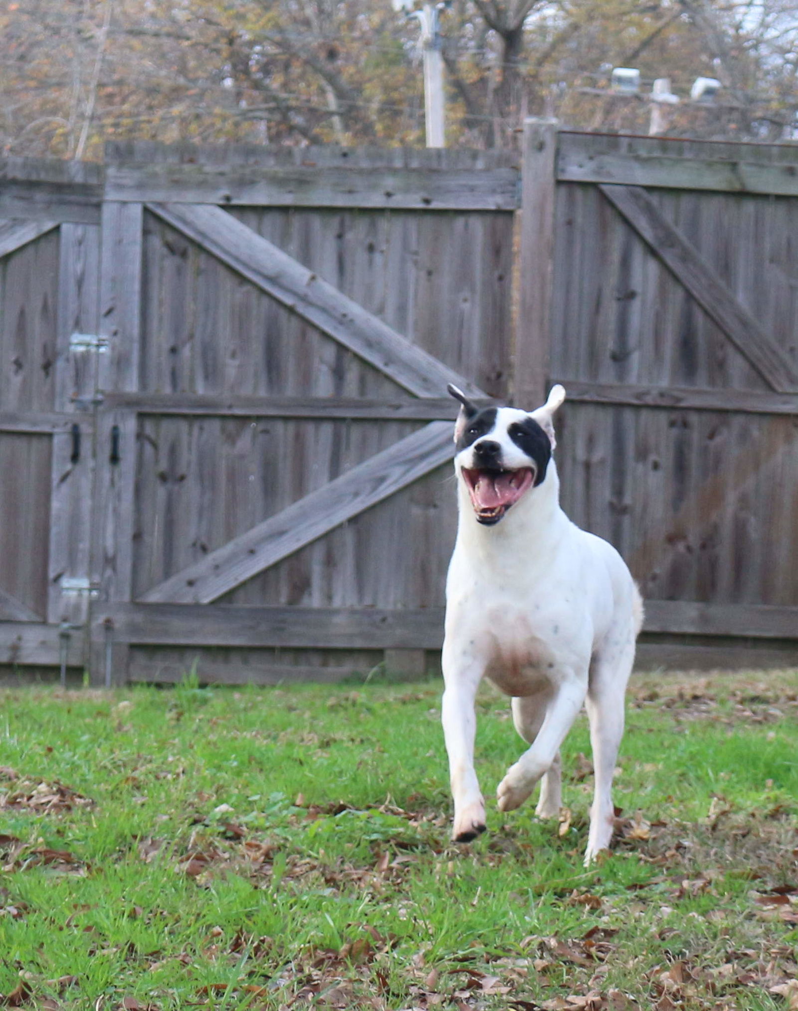 Smudge, an adoptable Border Collie, Labrador Retriever in Jackson, MS, 39213 | Photo Image 3